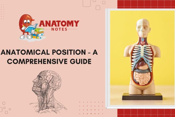 Anatomical Position - A Comprehensive Guide
