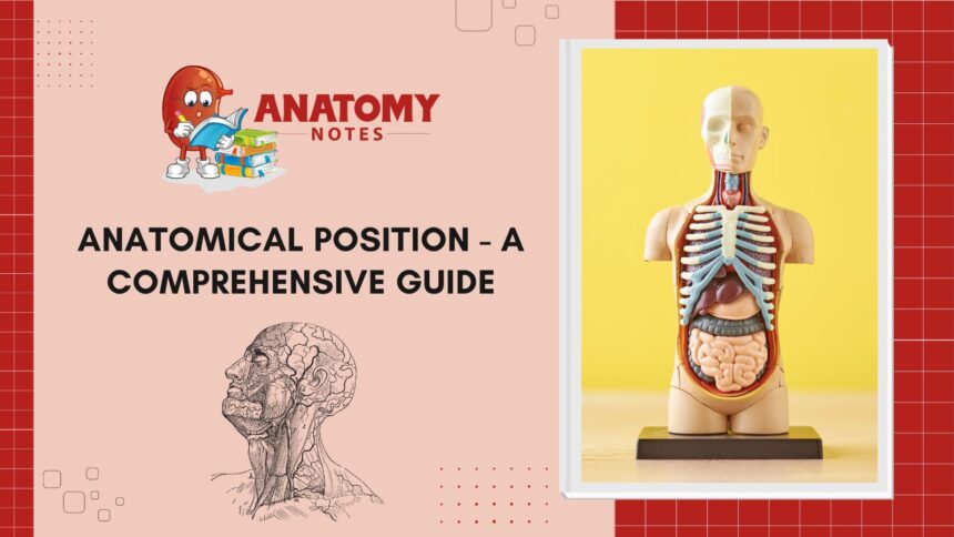 Anatomical Position - A Comprehensive Guide