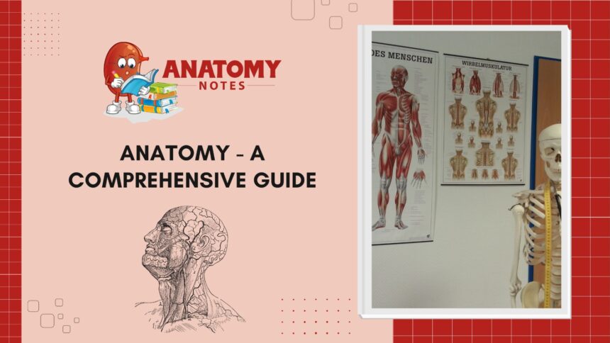 Anatomy - A Comprehensive Guide