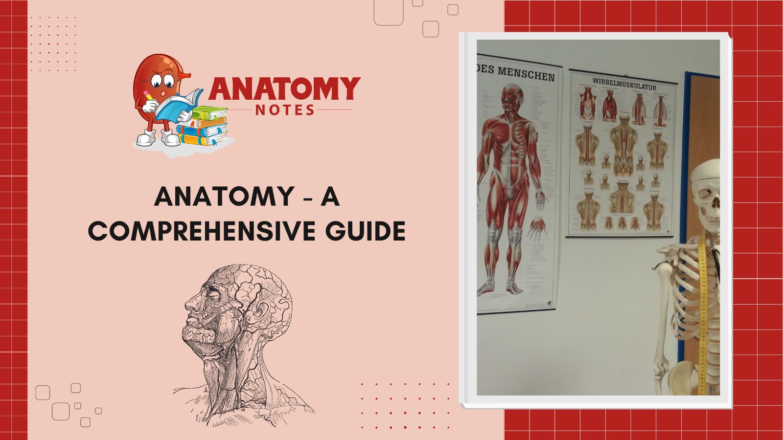 Anatomy - A Comprehensive Guide