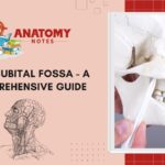 Antecubital Fossa - A Comprehensive Guide