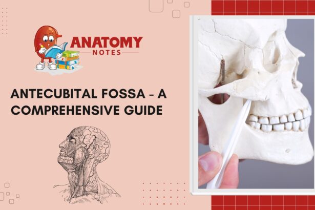 Antecubital Fossa - A Comprehensive Guide