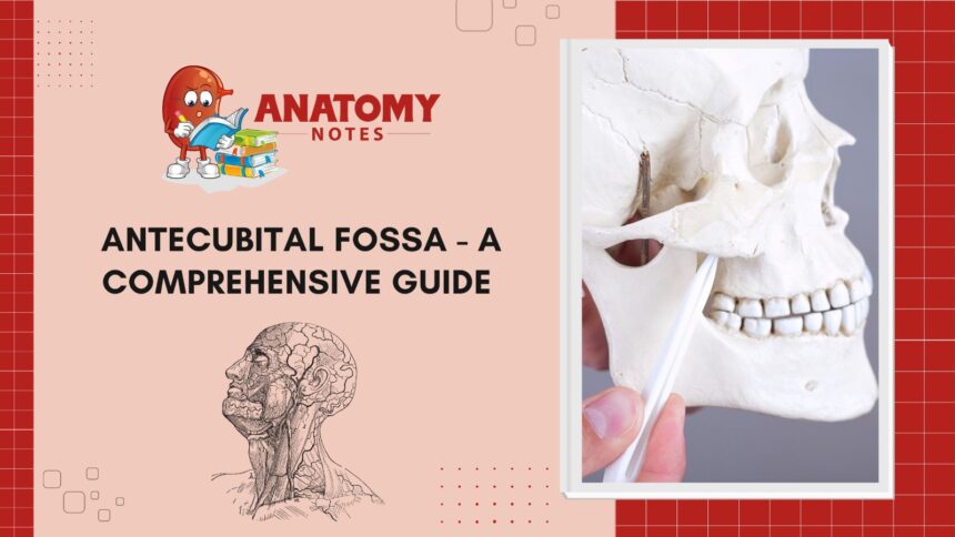 Antecubital Fossa - A Comprehensive Guide