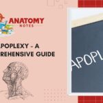 Apoplexy - A Comprehensive Guide