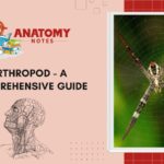 Arthropod - A Comprehensive Guide