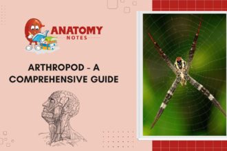 Arthropod - A Comprehensive Guide