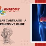 Articular Cartilage - A Comprehensive Guide