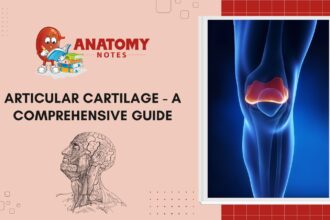 Articular Cartilage - A Comprehensive Guide