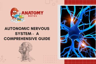 Autonomic Nervous System -  A Comprehensive Guide