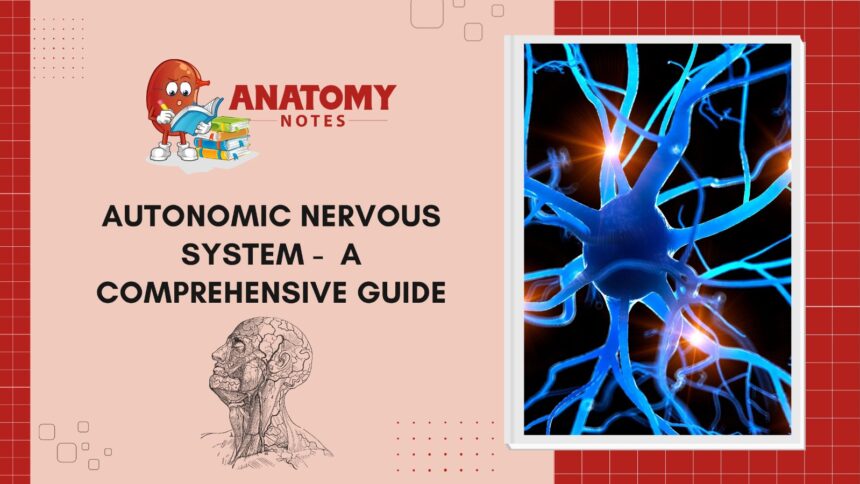 Autonomic Nervous System -  A Comprehensive Guide