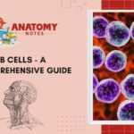 B Cells - A Comprehensive Guide