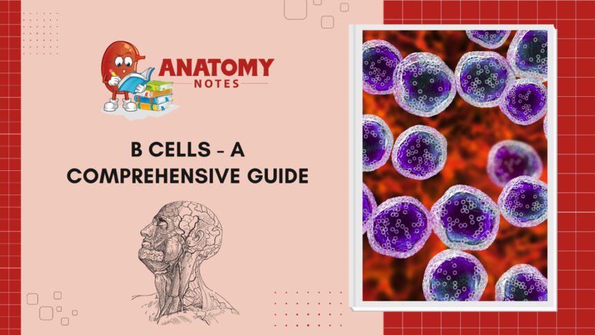 B Cells - A Comprehensive Guide