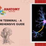 Axon Terminal - A Comprehensive Guide