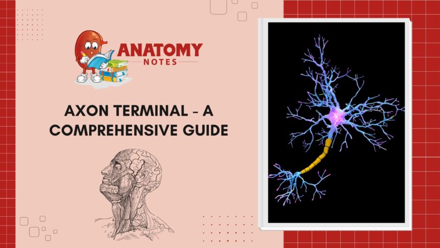 Axon Terminal - A Comprehensive Guide