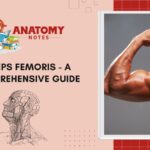 Biceps Femoris - A Comprehensive Guide