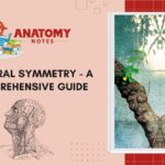 Bilateral Symmetry - A Comprehensive Guide