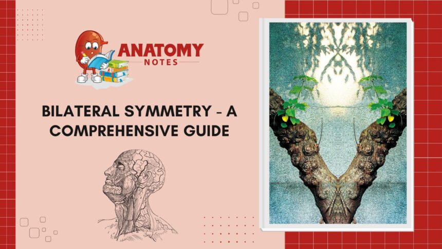 Bilateral Symmetry - A Comprehensive Guide