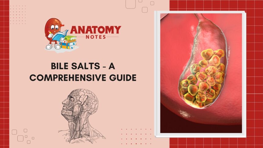 Bile Salts - A Comprehensive Guide