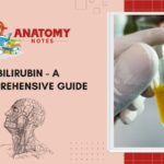 Bilirubin - A Comprehensive Guide