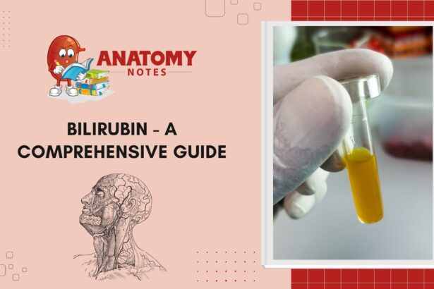 Bilirubin - A Comprehensive Guide