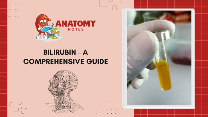 Bilirubin - A Comprehensive Guide