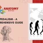 Bipedalism - A Comprehensive Guide