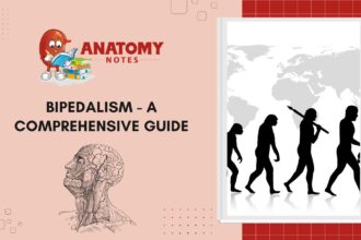 Bipedalism - A Comprehensive Guide