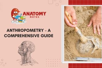 Anthropometry - A Comprehensive Guide