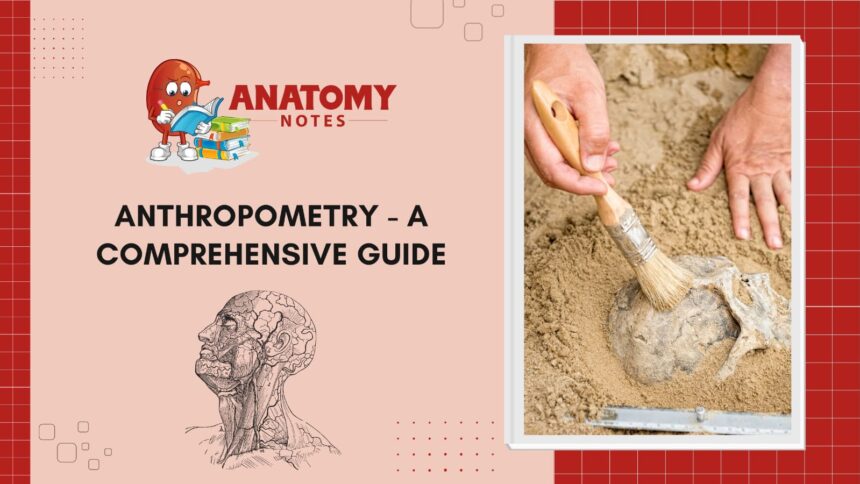 Anthropometry - A Comprehensive Guide