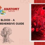 Blood - A Comprehensive Guide