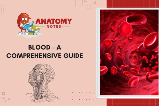 Blood - A Comprehensive Guide