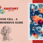 Blood Cell - A Comprehensive Guide