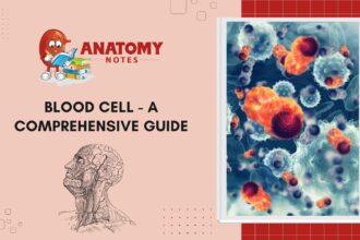 Blood Cell - A Comprehensive Guide