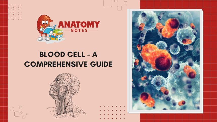 Blood Cell - A Comprehensive Guide