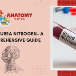 Blood Urea Nitrogen (BUN) Test - A Comprehensive Guide