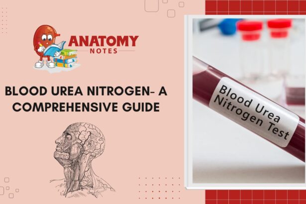 Blood Urea Nitrogen (BUN) Test - A Comprehensive Guide