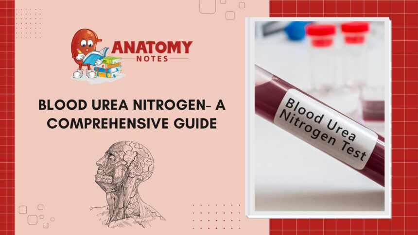 Blood Urea Nitrogen (BUN) Test - A Comprehensive Guide