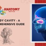 Body Cavity - A Comprehensive Guide