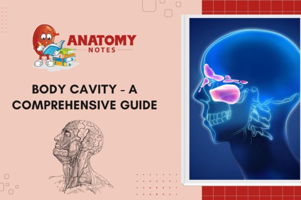 Body Cavity - A Comprehensive Guide