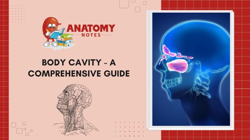 Body Cavity - A Comprehensive Guide