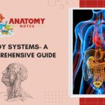 Body Systems - A Comprehensive Guide