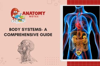 Body Systems - A Comprehensive Guide