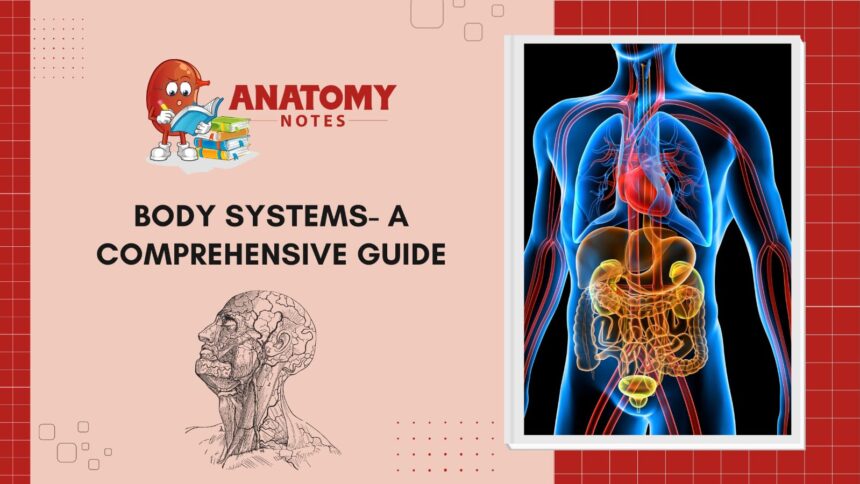 Body Systems - A Comprehensive Guide