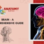 Brain - A Comprehensive Guide