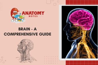 Brain - A Comprehensive Guide