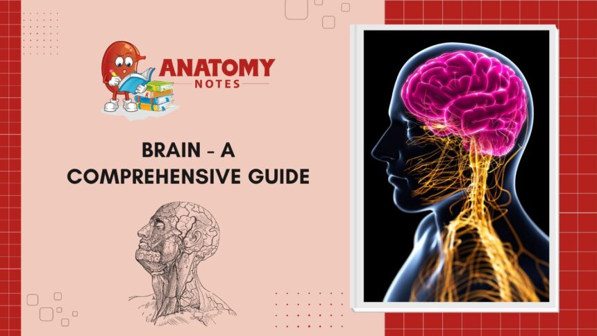 Brain - A Comprehensive Guide