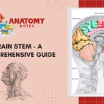 Brain Stem - A Comprehensive Guide