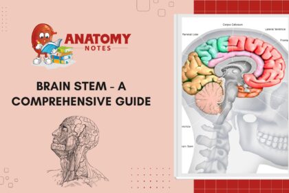 Brain Stem - A Comprehensive Guide