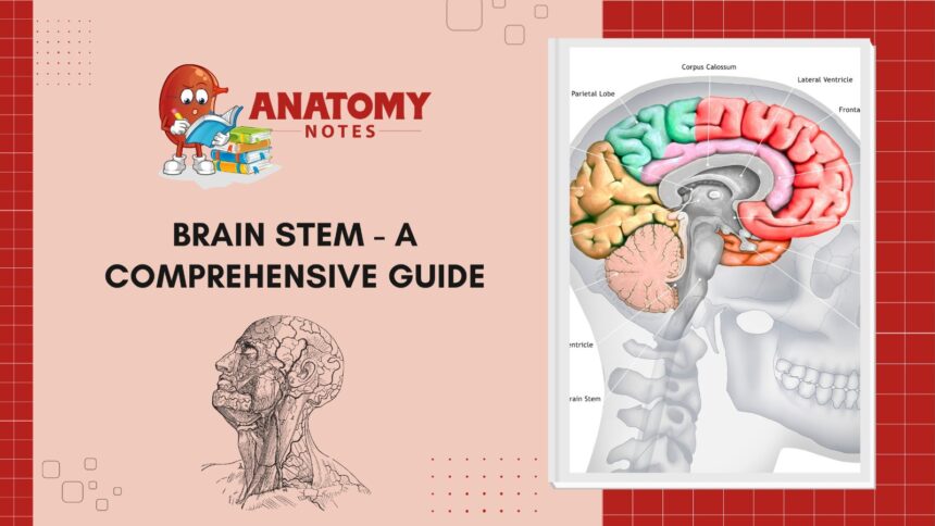 Brain Stem - A Comprehensive Guide