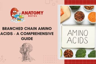 Branched Chain Amino Acids - A Comprehensive Guide